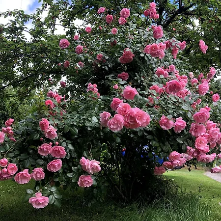La Borde Nocleg ze śniadaniem *